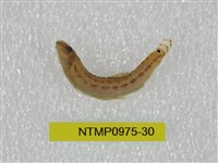 藏品(中華鰍)的圖片